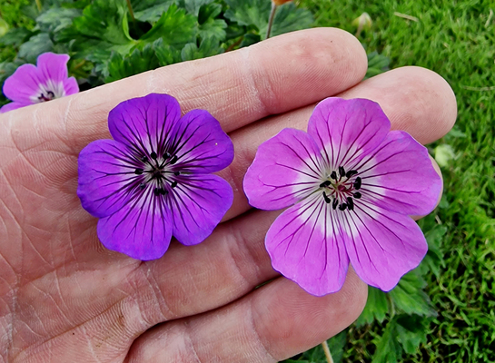 Concept Plants Geranium Mary Anne PP34 576